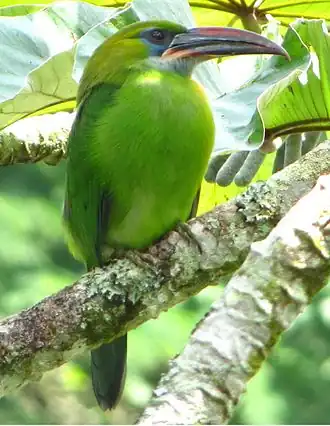 Голуболицый туканет (Aulacorhynchus sulcatus)
