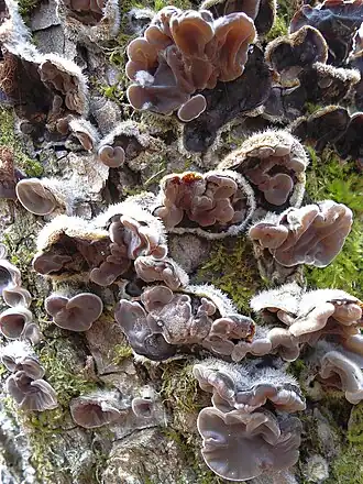 Аурикулярия плёнчатая