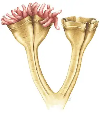 Auroralumina attenboroughii — примитивное стрекающее из эдиакарского периода