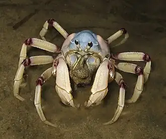 Mictyris longicarpus