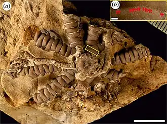 Ausichicrinites zelenskyyi14 октября 2022