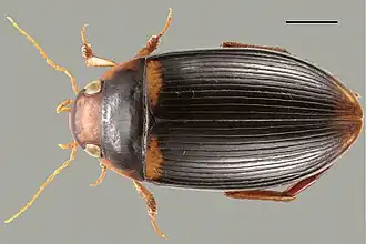 Голотип, длина отрезка 1 мм