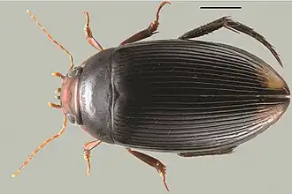 Голотип, длина отрезка 1 мм