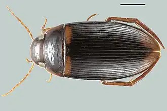 Длина отрезка 1 мм