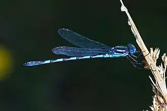 Austrolestes annulosus, Австралия