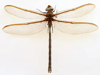 Самец Austrophlebia costalis
