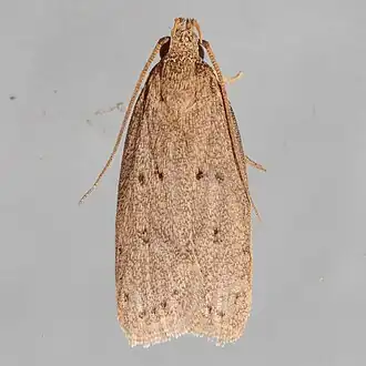 Autosticha kyotensis