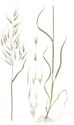 Ботаническая иллюстрация из Flora Danica