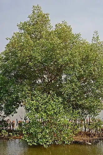 Общий вид растения (Индонезия)