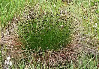 Схенус ржавый