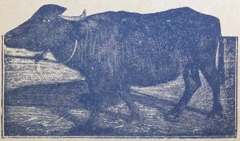 Буйволица № 62 "Агриппина", возраст 8 лет, живой вес 461 кг, годовой удой 1813,2 л.