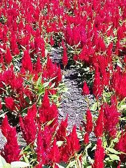 Celosia Plumosa