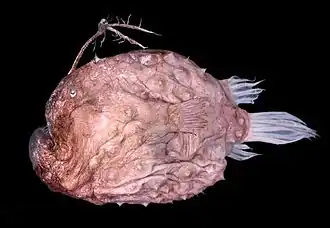 Самка гимантолофа Аппели