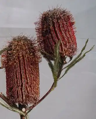 Растение-хозяин (банксия Броуна) для Trioza barrettae.