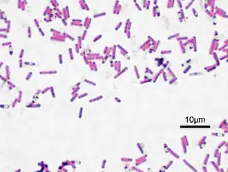 Bacillus subtilis, окраска по Граму