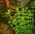 Аквариумная Bacopa myriophylloides