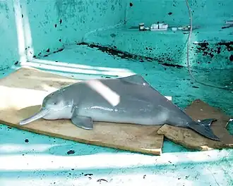 Цици — последняя особь китайского речного дельфина, содержавшаяся в неволе