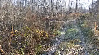 Лес у села Заречное, Балашовский район