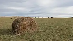 Сено заготовленное в рулонах