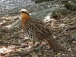 Бамбуковая куропатка