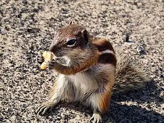 Магрибская белка