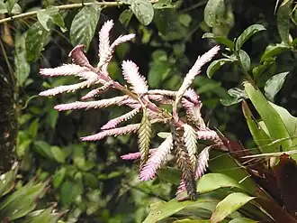 Barfussia platyrhachis