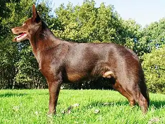 Австралийский келпи