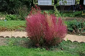 Общий вид растения, в ботаническом саду Jardin des plantes в 5-м округе Парижа, сентябрь 2010 года