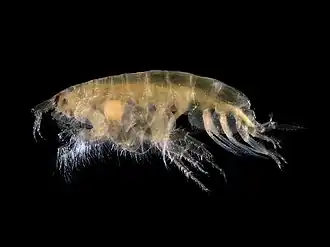 Бокоплав Bathyporeia elegans с яйцом в выводковой сумке