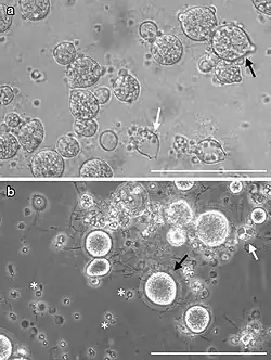 Хитридиомикоз24 декабря 2020