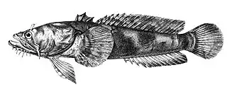 Allenbatrachus grunniens