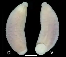 Под буквой d изображение спинной (dorsal) стороны, под буквой v — брюшной (ventral). Шкала изображает отрезок в 1 мм.