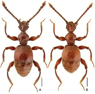Batrisodes simianshanus