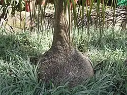 Разрастание нижней части ствола бокарнеи отогнутой