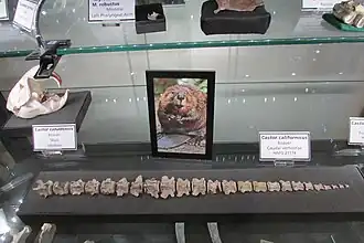 Позвоночник Castor californicus