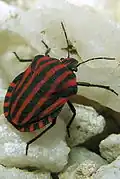 Щитник линейчатыйPentatomidae