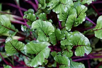 Молодая ботва свёклы