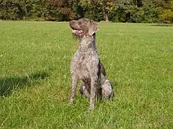 Словацкая грубошерстная легавая