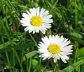 Bellis perennis (Маргаритка многолетняя)