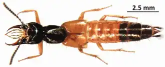 Belonuchus alternans