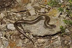 Chalcides striatus обитает в Португалии, Испании, на юге Франции