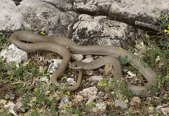 Смирный эйренис (Eirenis modestus)