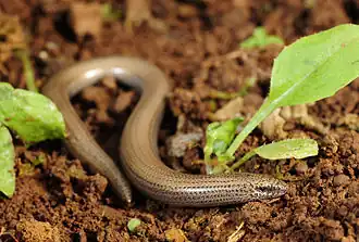 Крапчатая змееящерица(Ophiomorus punctatissimus)