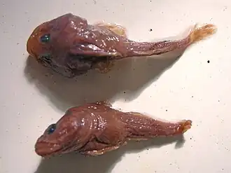 Пуголовка Кесслера