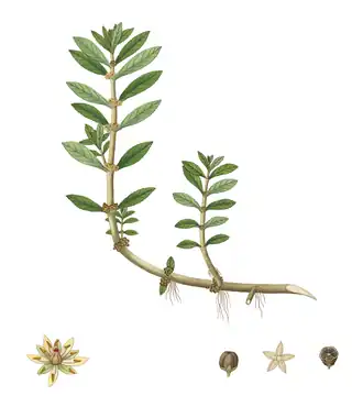 Ботаническая иллюстрация из книги У. Роксбера Plants of the coast of Coromandel (1798)