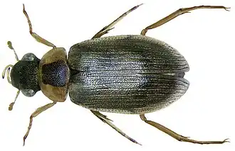Berosus affinis
