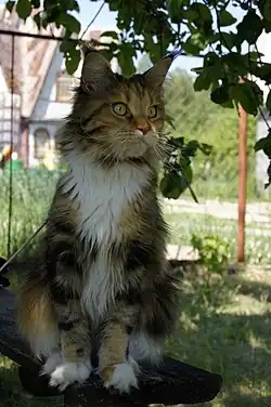 Мейн-кун (самка)