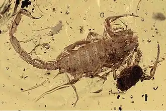 Betaburmesebuthus bellus