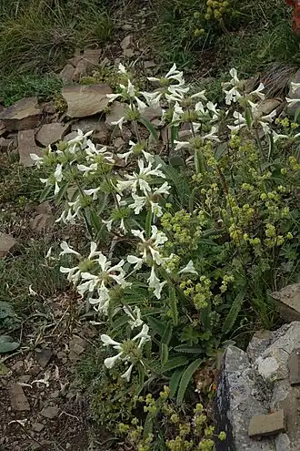 Общий вид цветущего растения в месте обитания