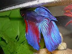 Бойцовая рыбка (Betta splendens)